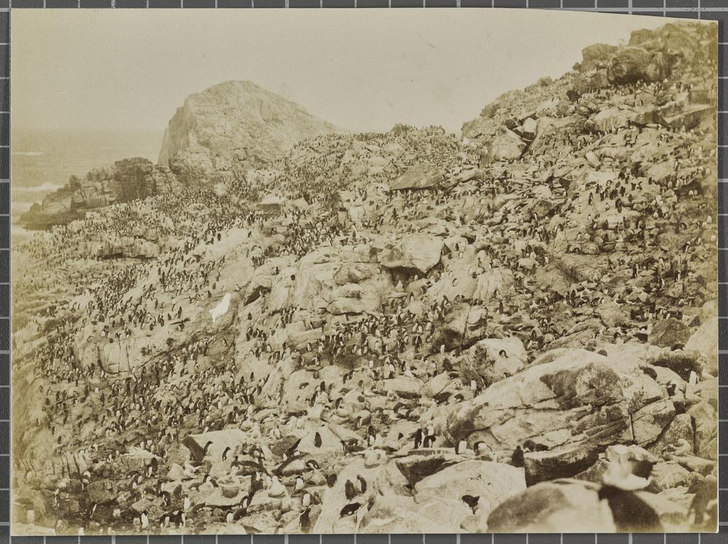 Mollyhawks and Penguins, Bounty Islands