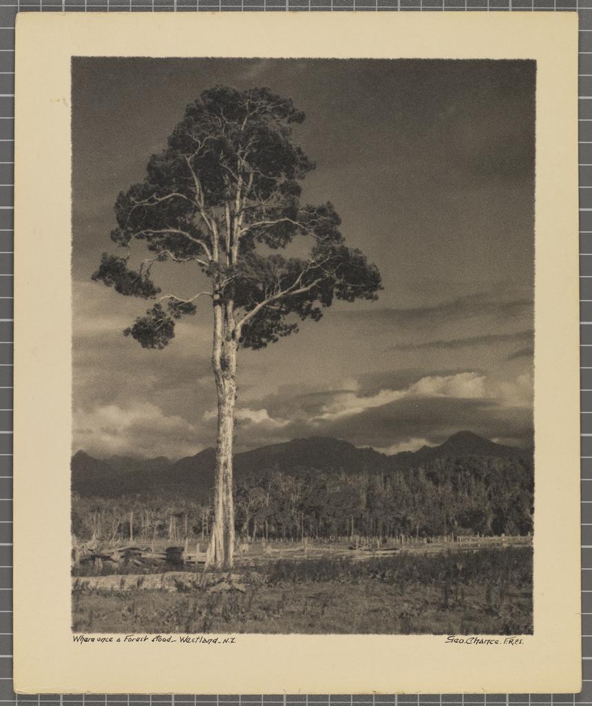 Where Once a Forest Stood - Westland - NZ