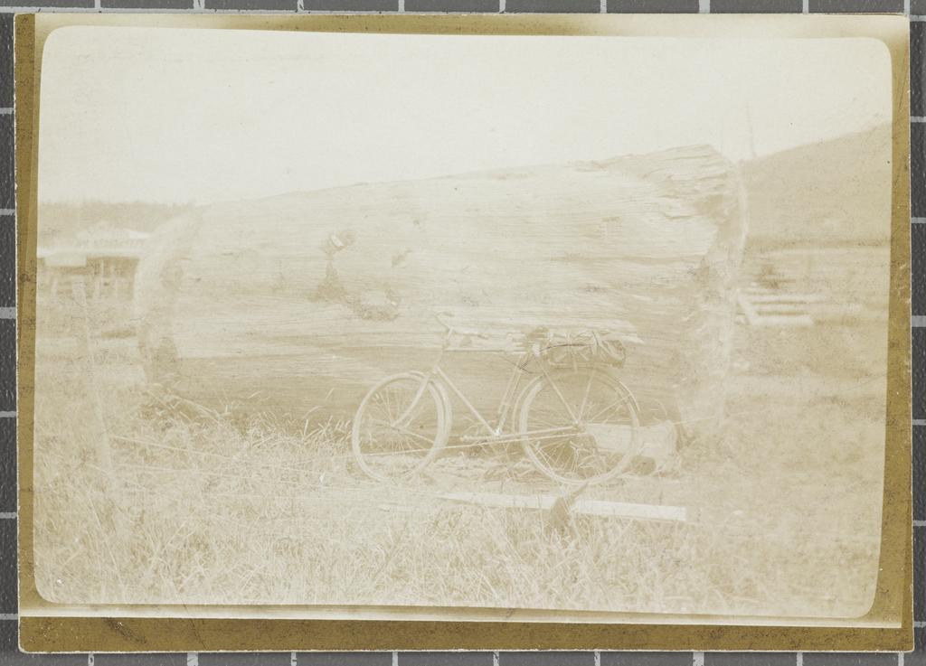 Bicycle beside a log