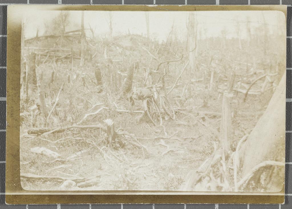 Felled bush