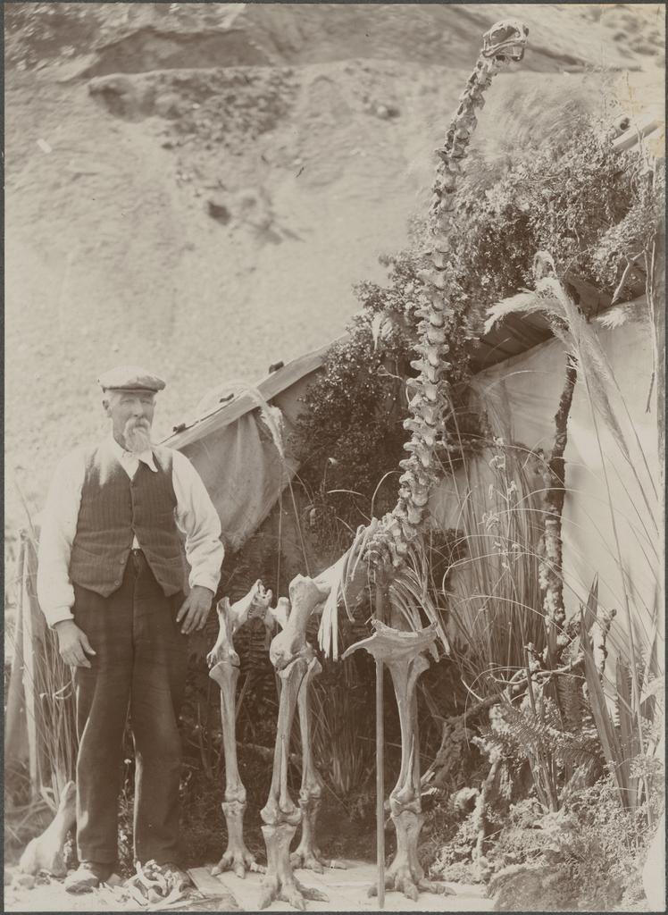Skeleton of Moa, discovered and erected by James Gault at Slovens Creek, Midland Railway, Christchurch