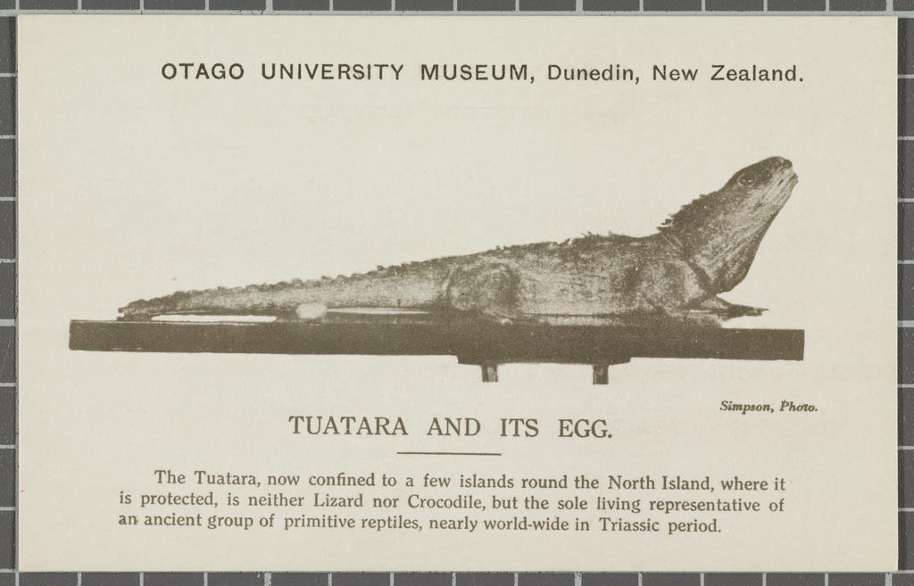 Tuatara and its egg, Otago University Museum, Dunedin, New Zealand