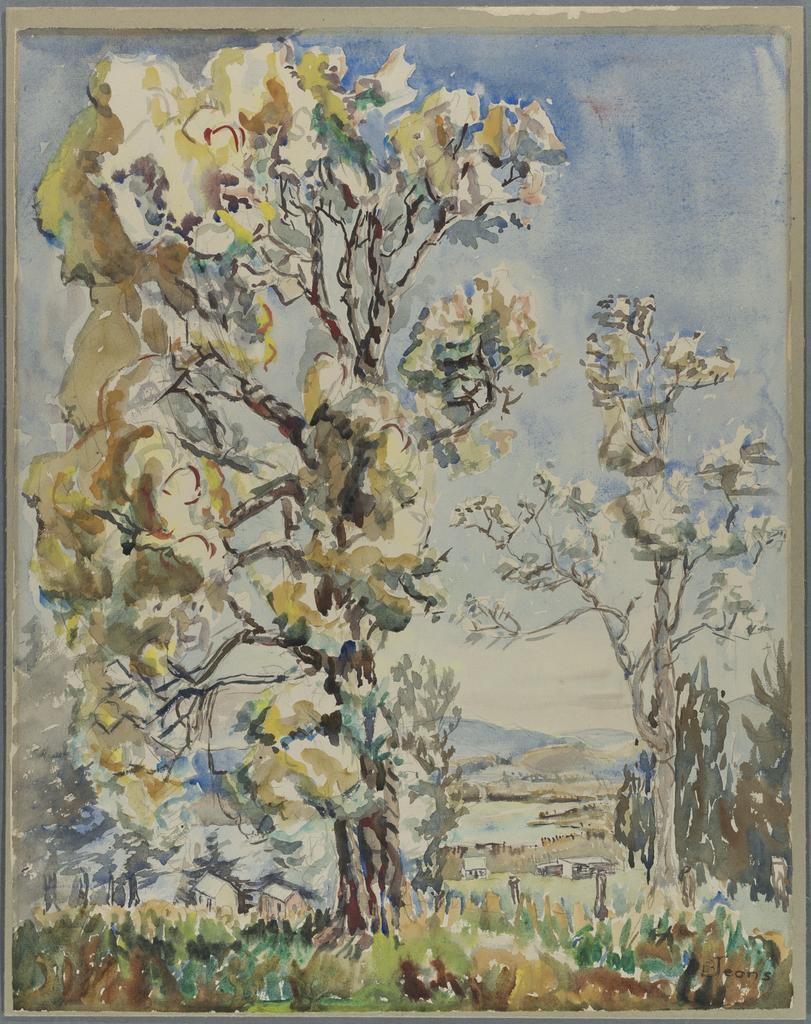Wattle trees at Berwick