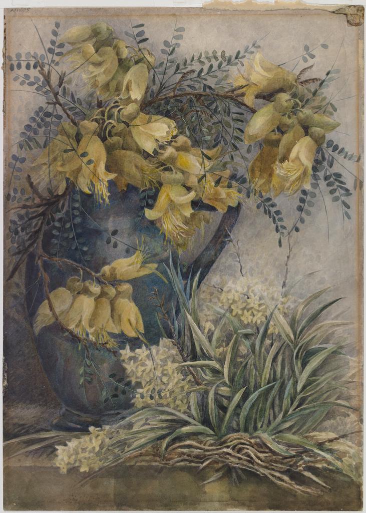 Kowhai and perching orchid (Earina autumnalis)