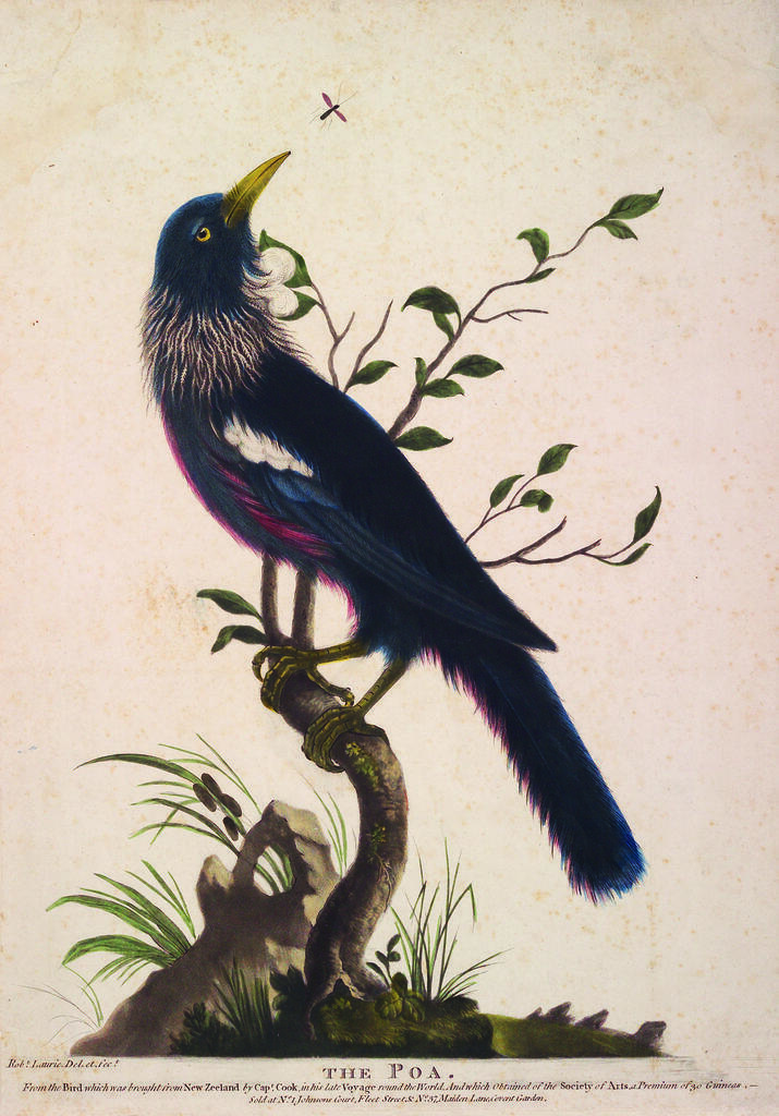 The Poa. From the bird which was brought from New Zeeland by Capt. Cook, in his late voyage round the world, and which obtained of the Society of Arts, a premium of 30 guineas. Rob.t Laurie del. et fec.t Sold at N.o 1 Johnsons Court, Fleet Street and N.o 