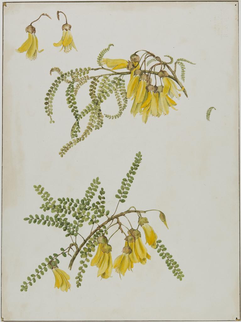 [Kowhai]