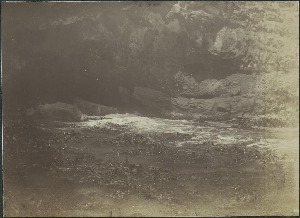 Kelp at Miller Point, Tomahawk