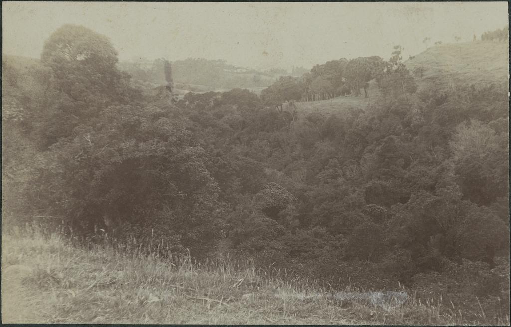 Fraser's Bush and Roslyn