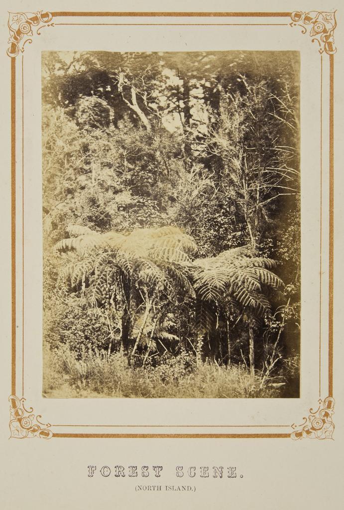 Forest Scene (North Island)