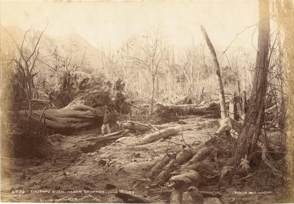 Tikitapu Bush after Eruption June 10 1886