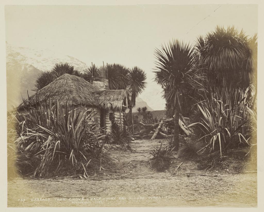 Cabbage tree grove, Half Way Bay, Lake Wakatipu