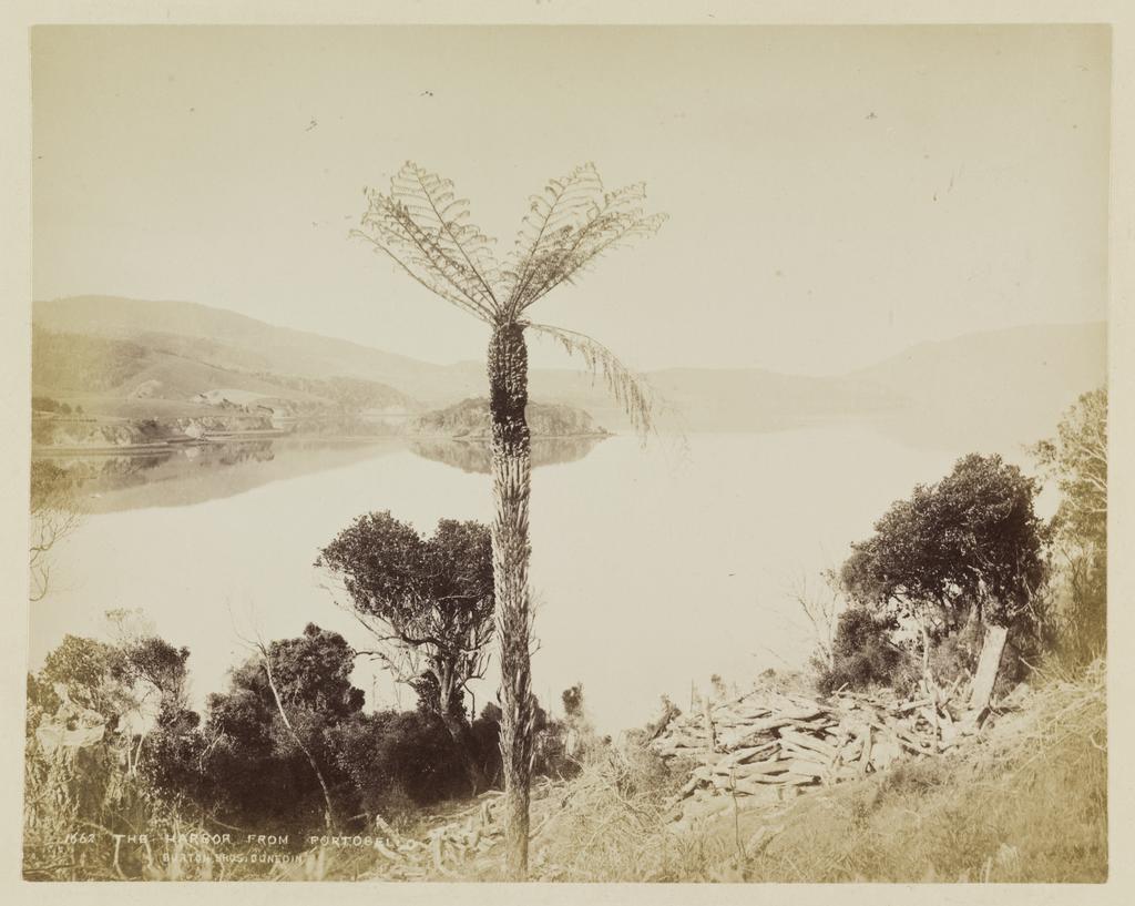 The Harbor from Portobello