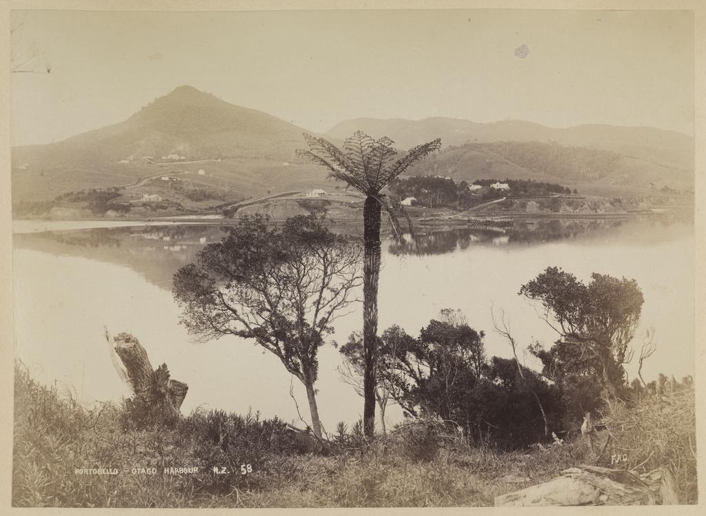 Portobello, Otago Harbour N.Z.