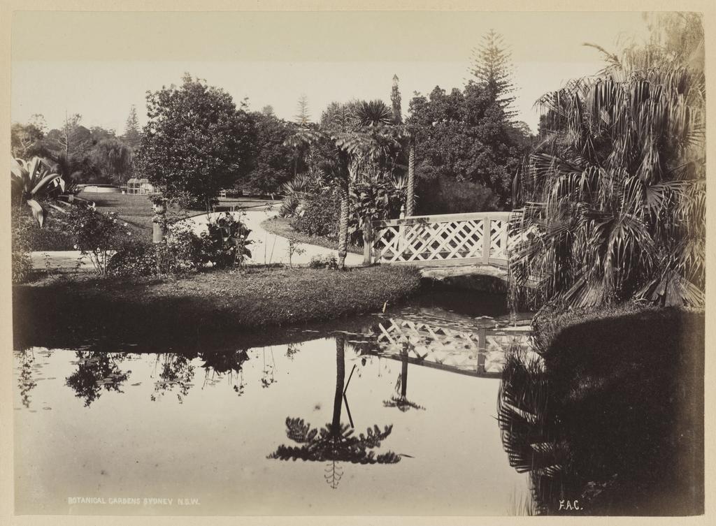 Botanical Gardens, Sydney N.S.W.