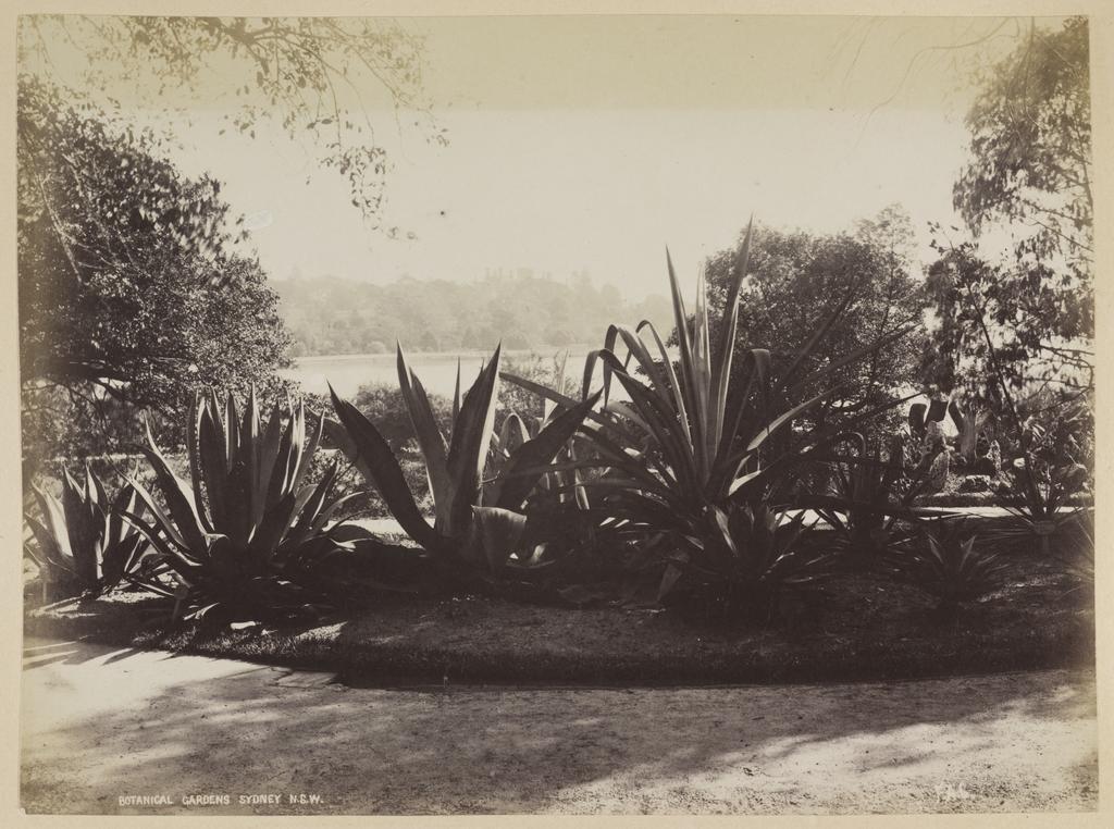 Botanical Gardens, Sydney N.S.W.
