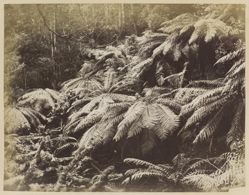 Mt Wellington, Tasmania