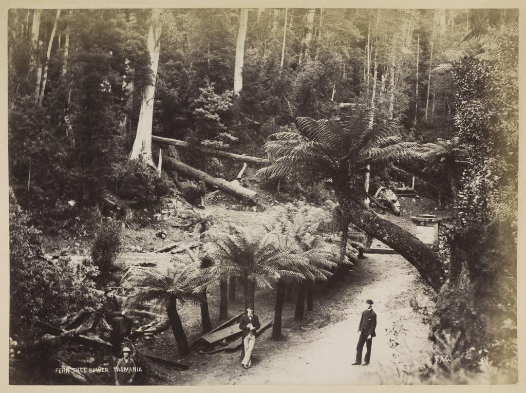Fern Tree Bower, Tasmania