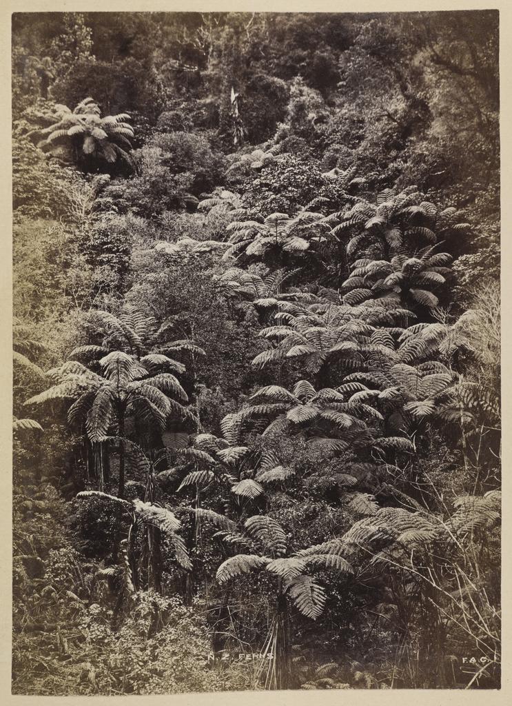 N.Z. ferns