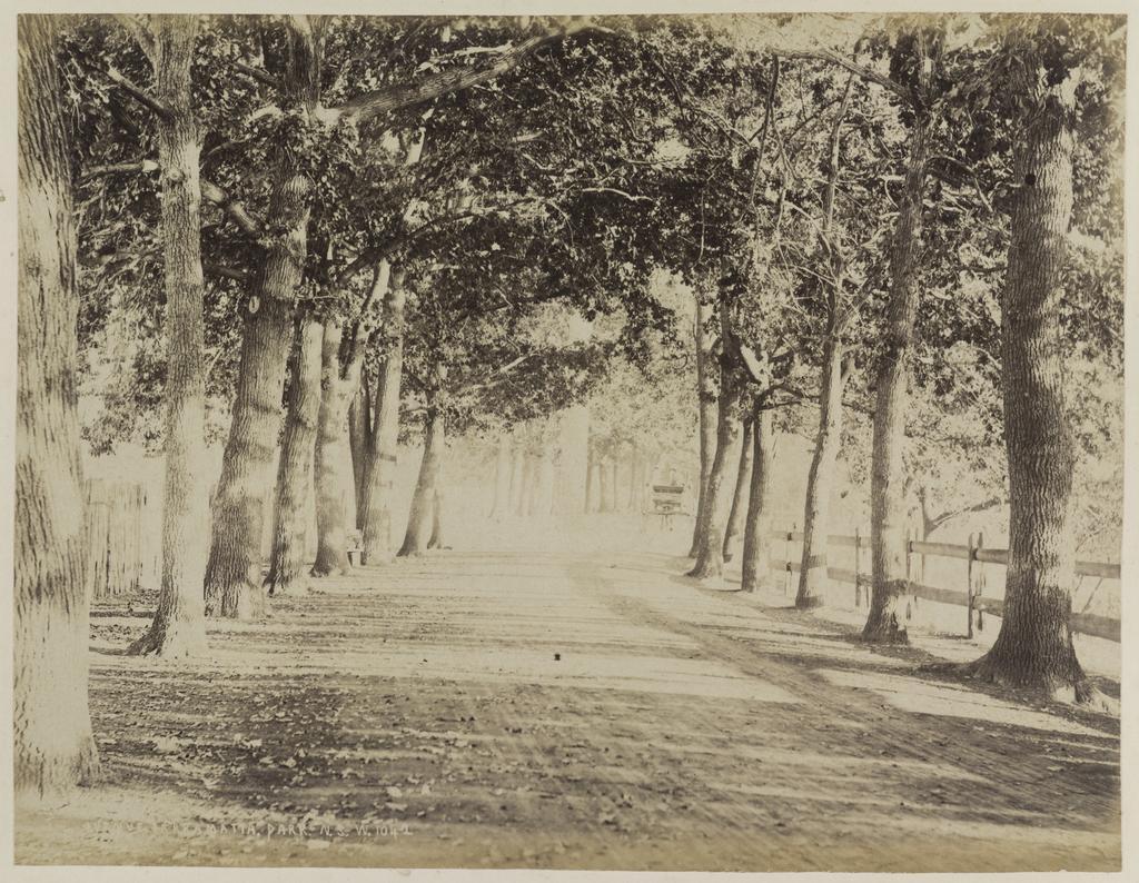 Avenue, Parramatta Park N.S.W.