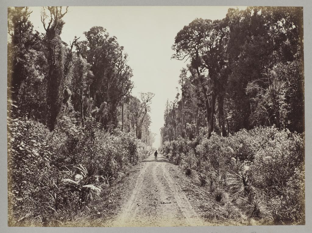 Five Mile Avenue, Forty Mile Bush