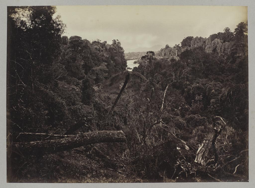 Virgin Bush in Seventy Mile Bush