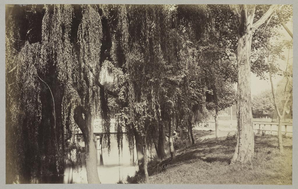 A shady bit on the Avon, Christchurch