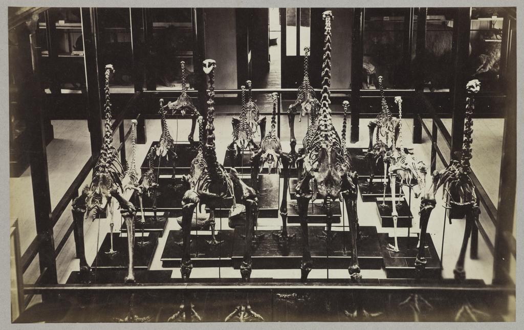 Moa skeletons, Christchurch Museum