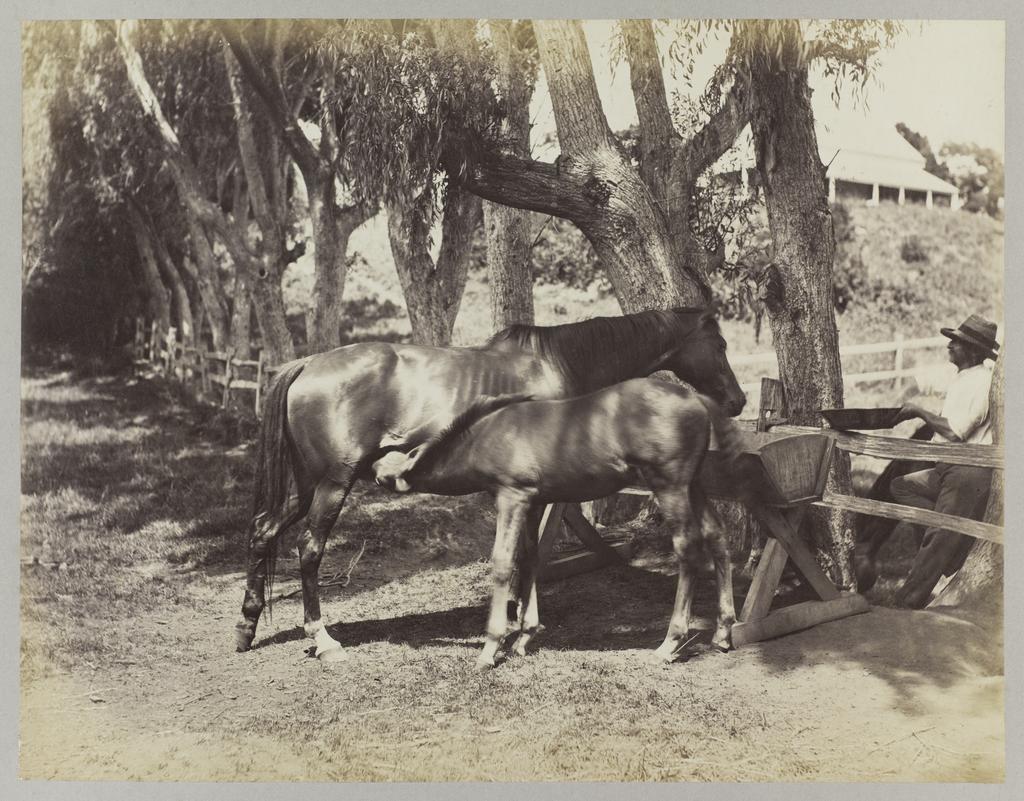 Sylvia with colt foal by 'Musket'