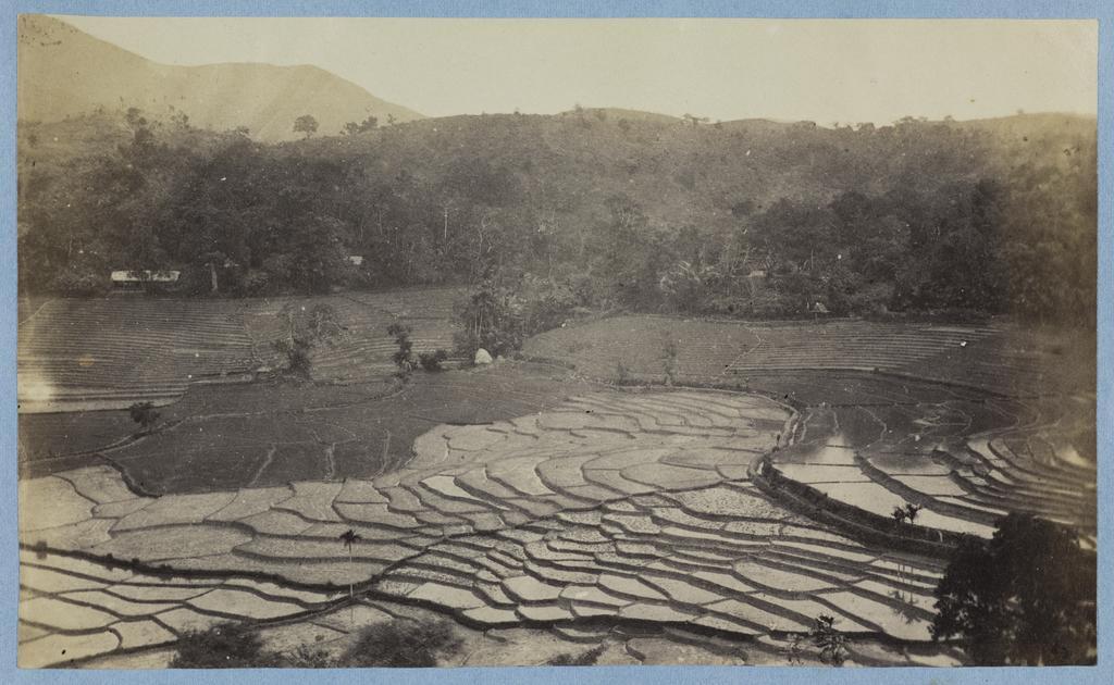 Paddy fields Badvilla