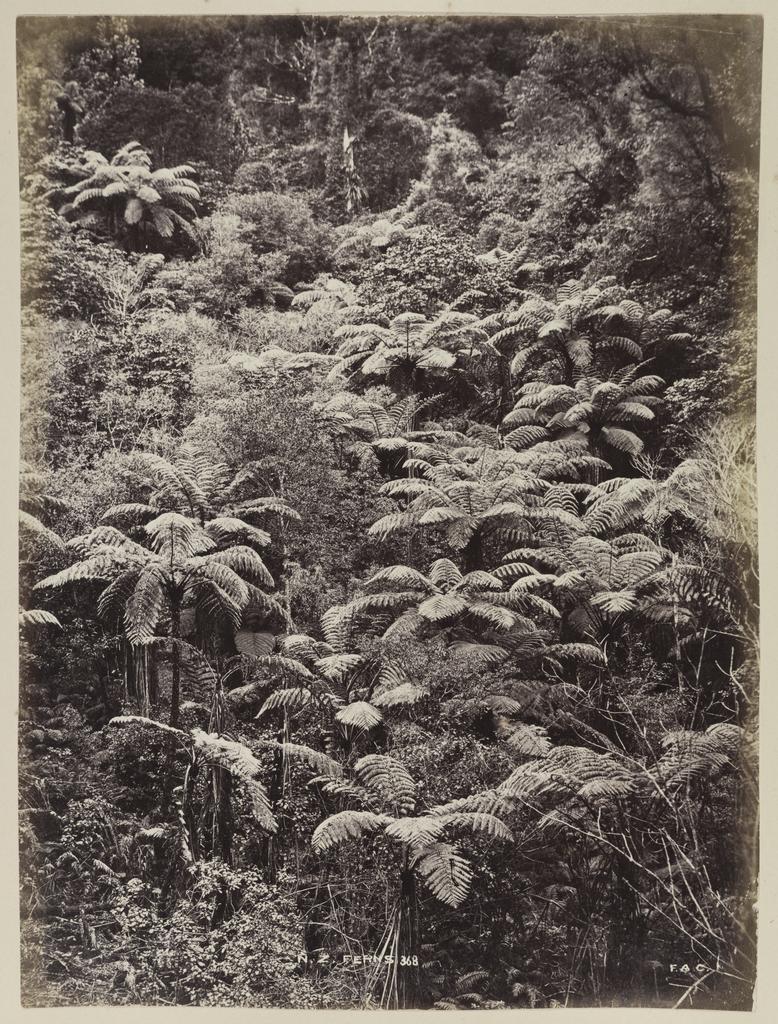 N.Z. ferns
