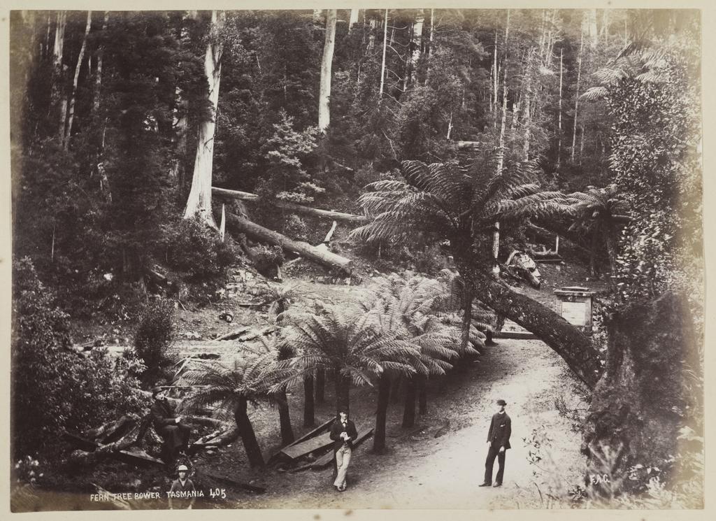 Fern Tree Bower, Tasmania