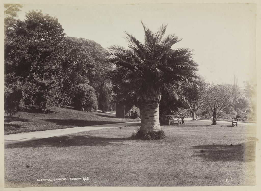 Botanical Gardens, Sydney