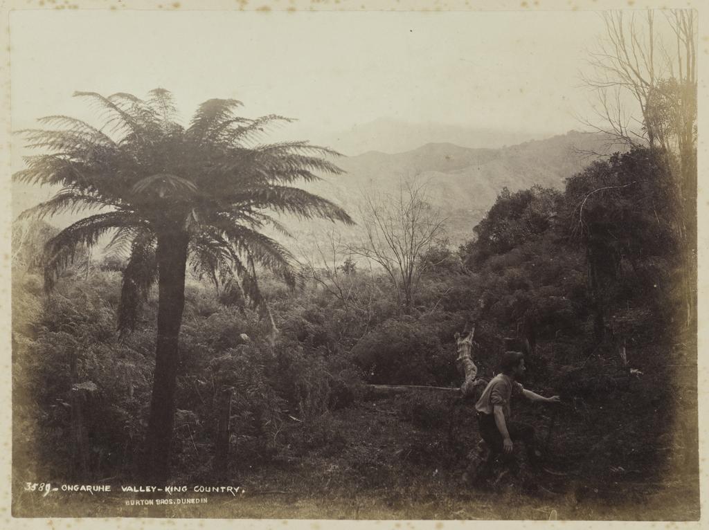 Ongaruhe Valley, King Country