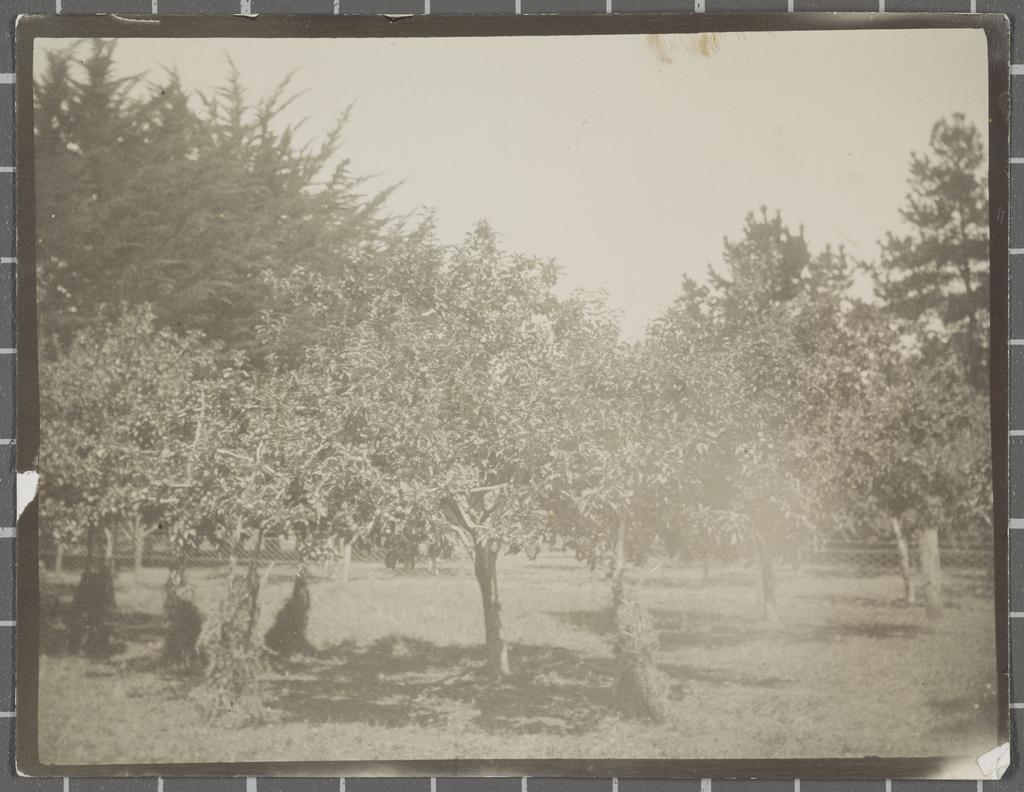 Unidentified orchard
