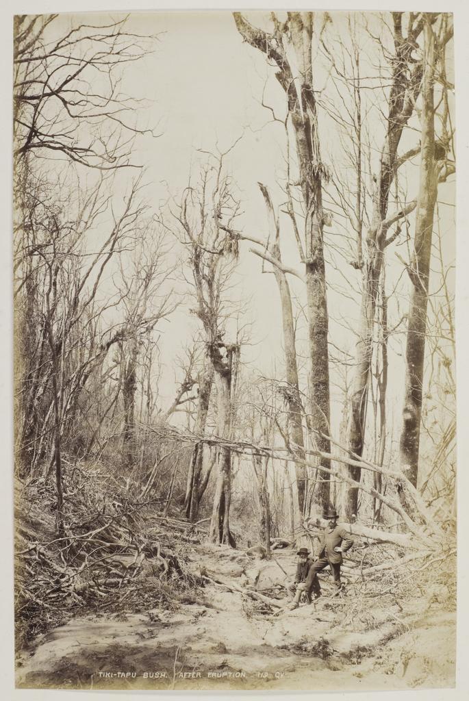 Tiki Tapu Bush, After Eruption