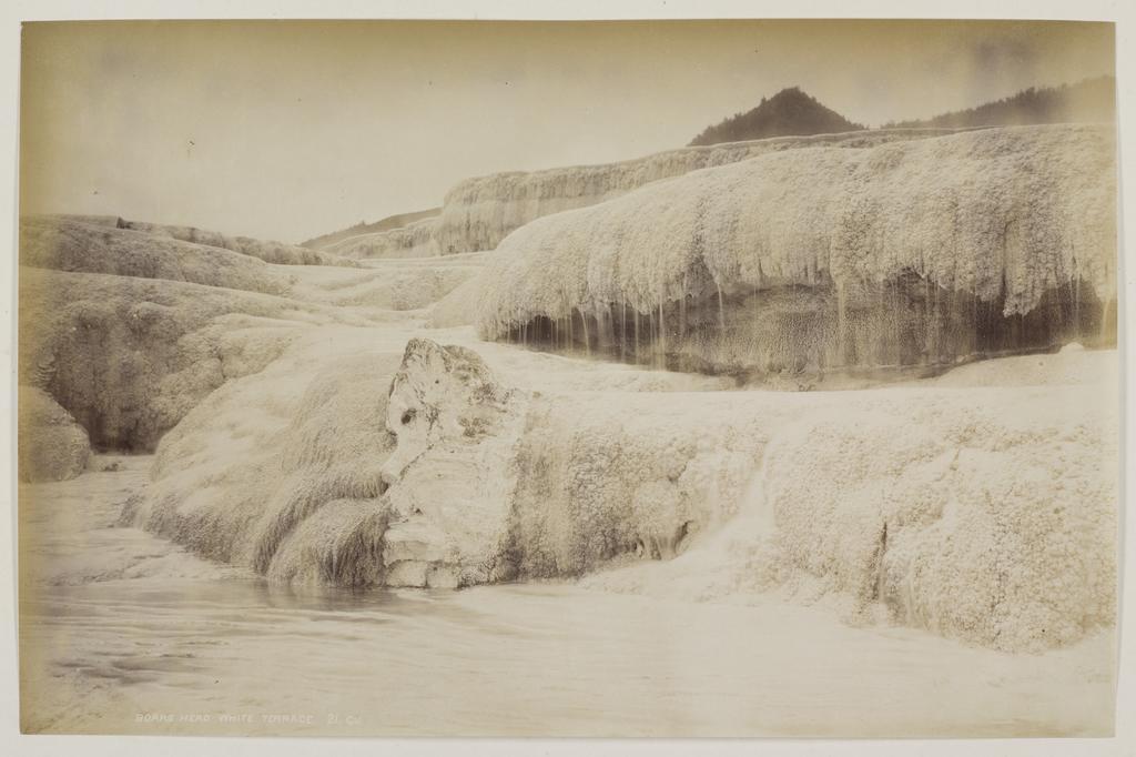 Boars Head, White Terrace