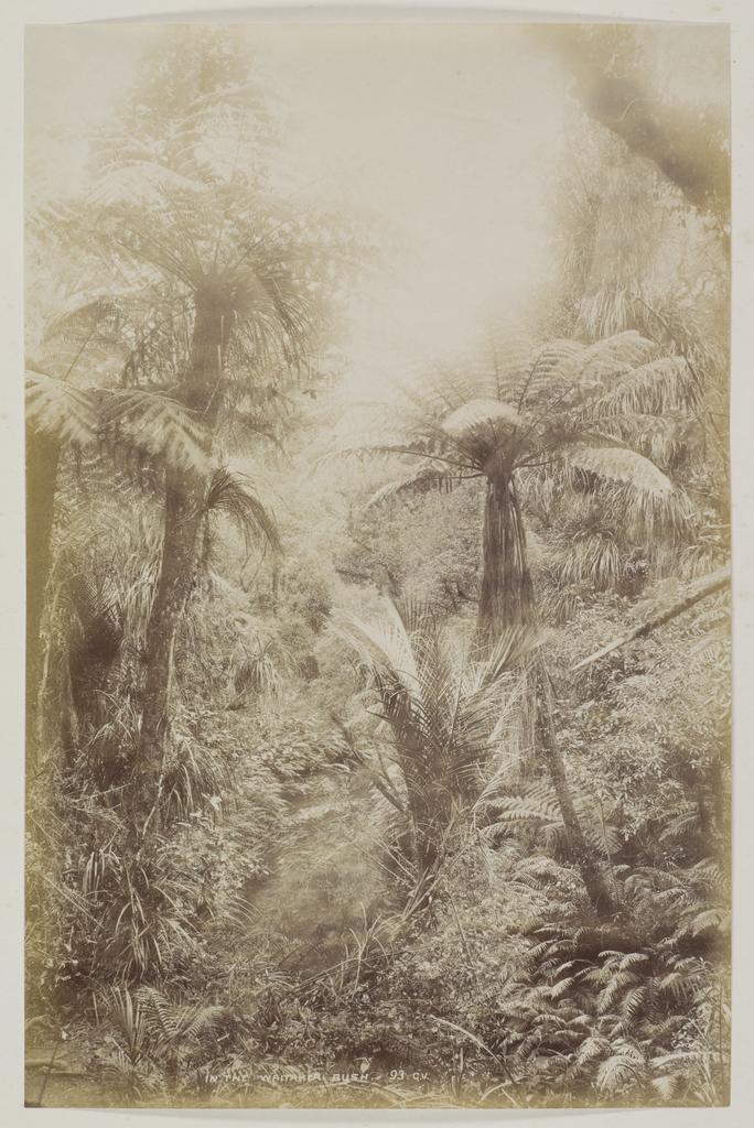 In the Waitakere Bush