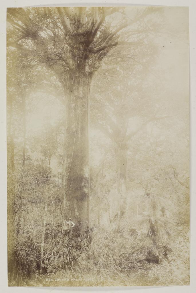 New Zealand Kauri Trees