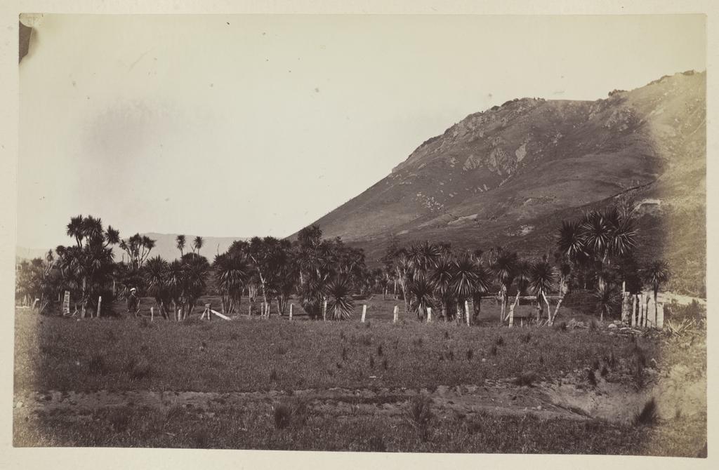 Cabbage Tree Grove, Blackmount