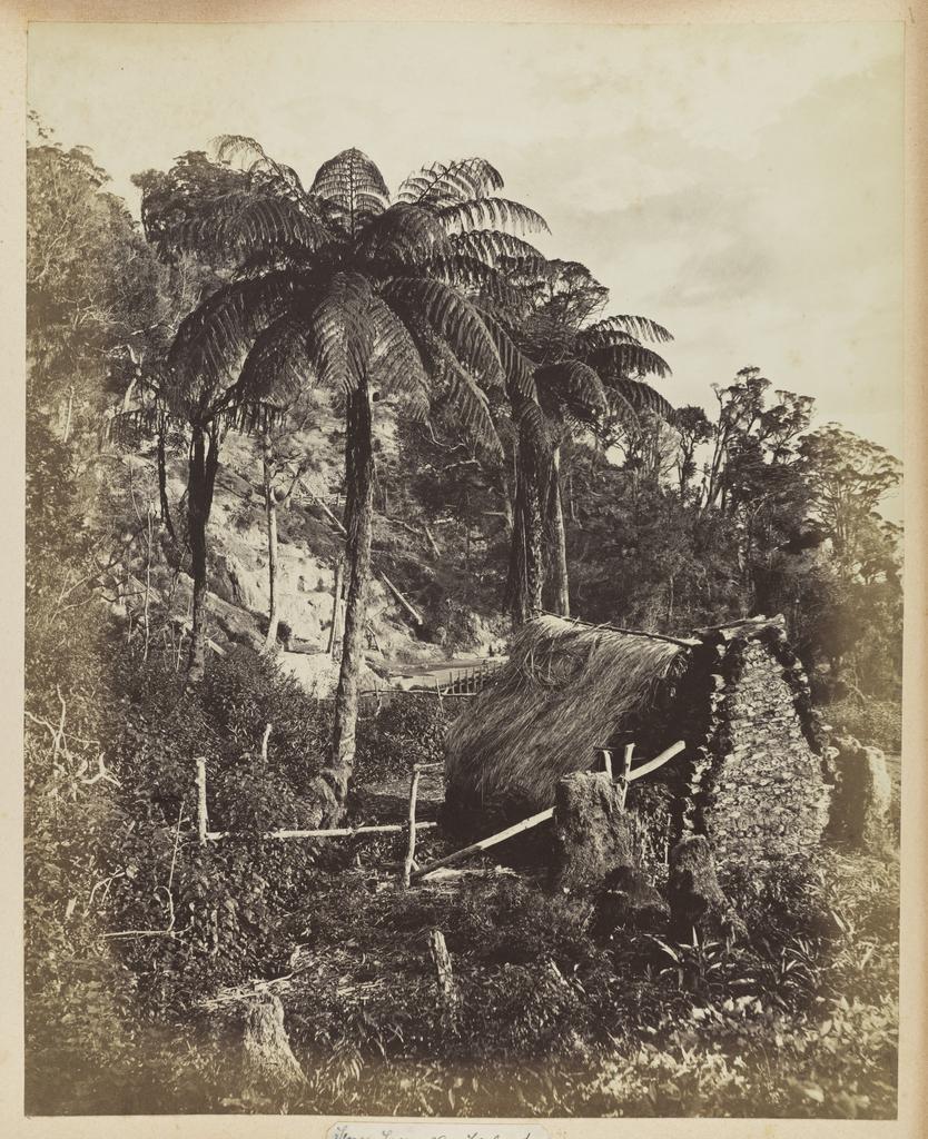 Fern trees, New Zealand