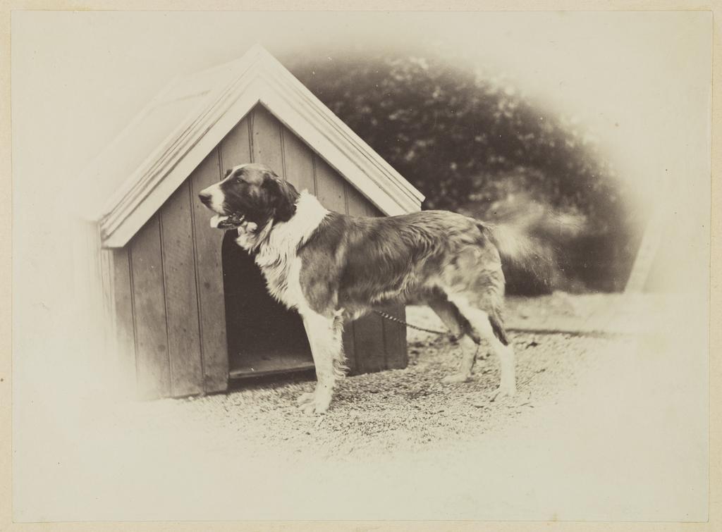 Monk (my first puppy)