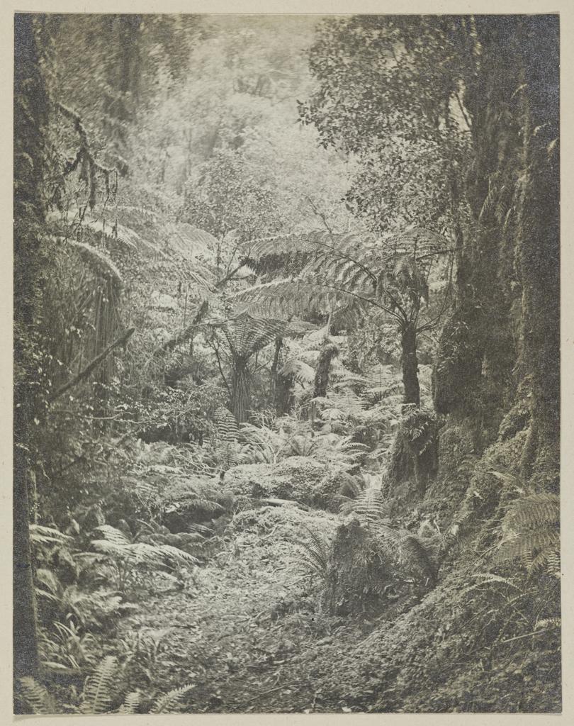Bush track between Milford Sound and Lake Ada