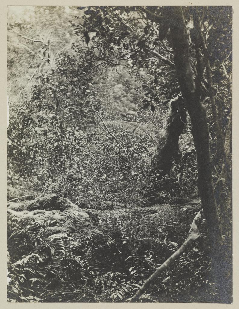 In the bush, Preservation Inlet