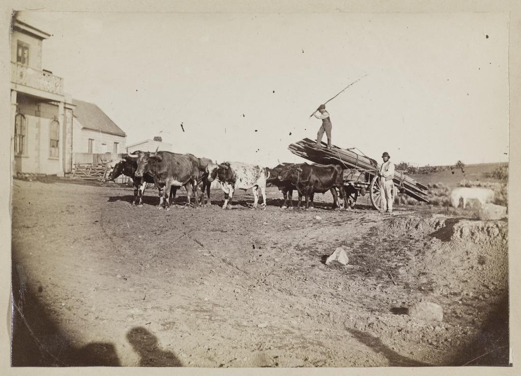 Men with bullock team