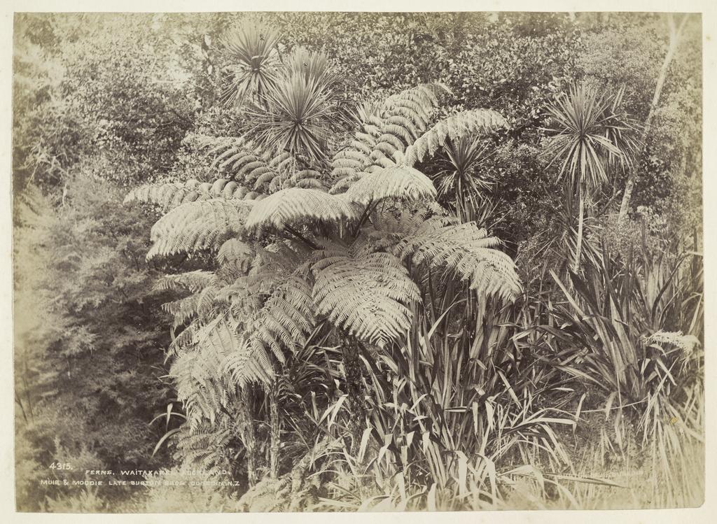 Ferns, Waitakere, Auckland