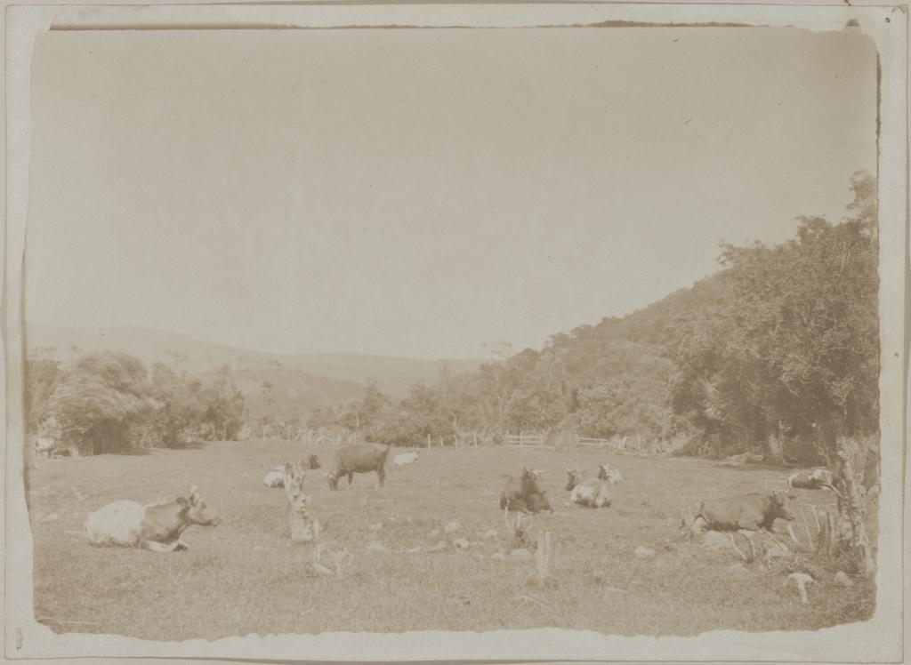 A Study of Cattle at Blueskin