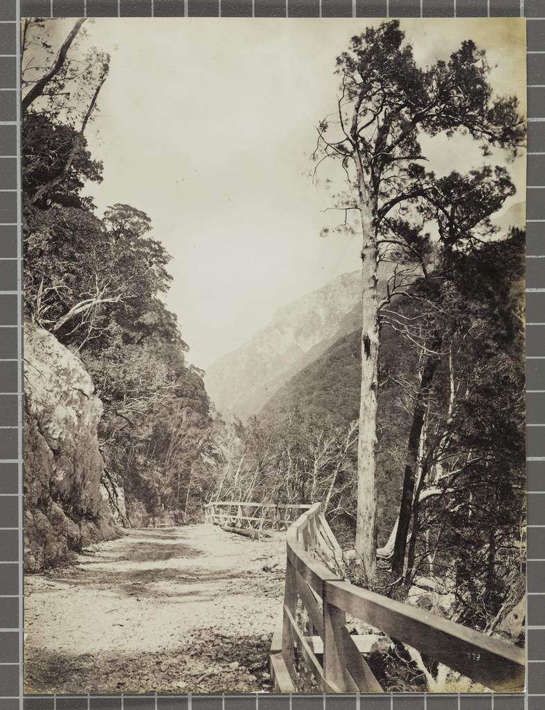 In the Otira Gorge, Westland, looking up