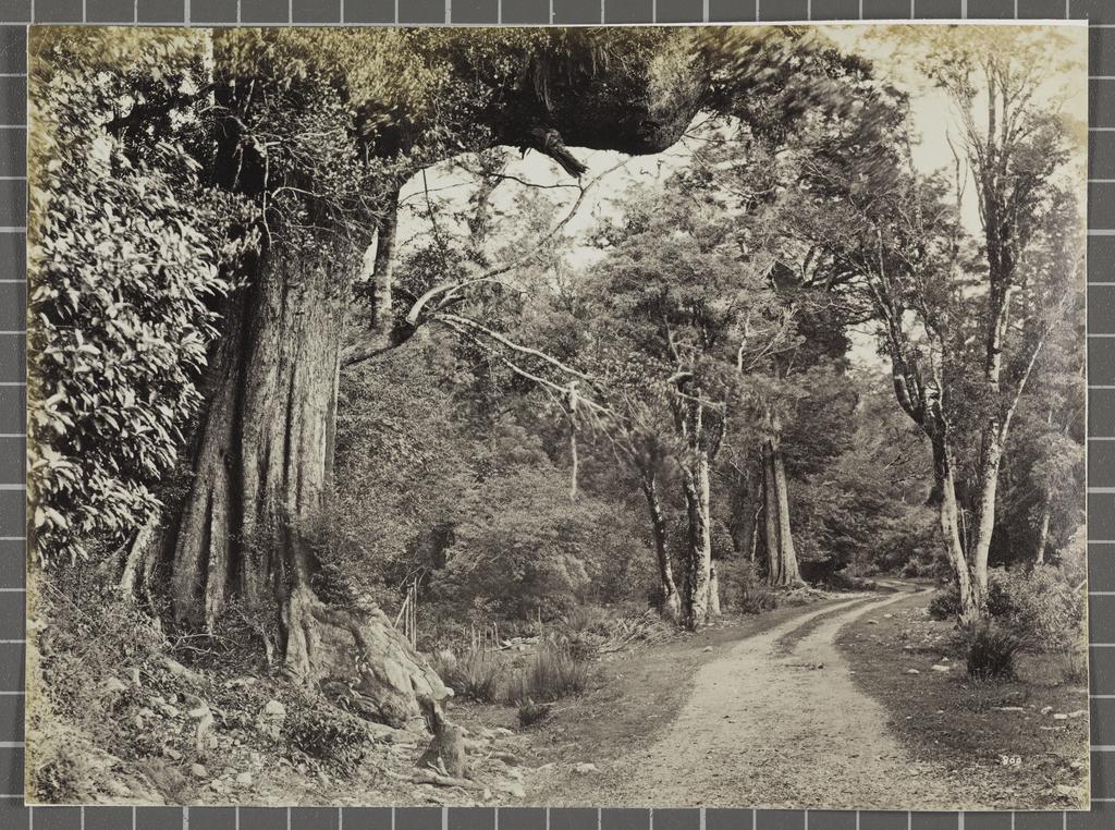 West Coast Road, Westland. On the Chch. Road 38 mile post