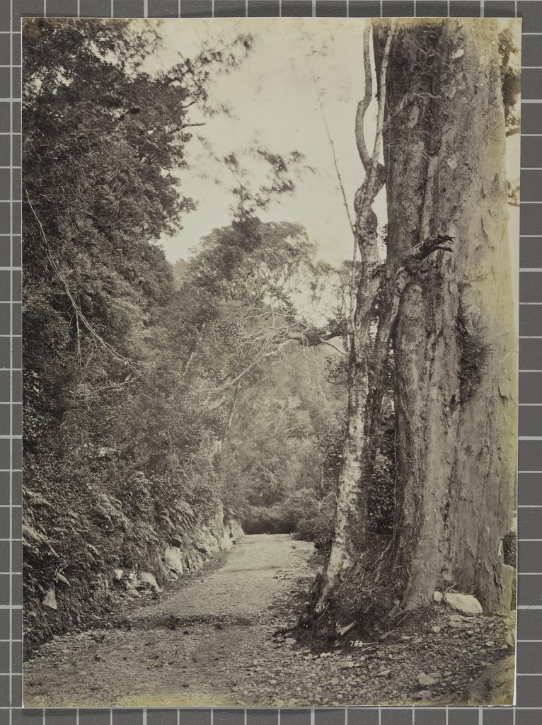 West Coast Road, Westland. On the Chch. Road between 30 &amp; 40 mile posts
