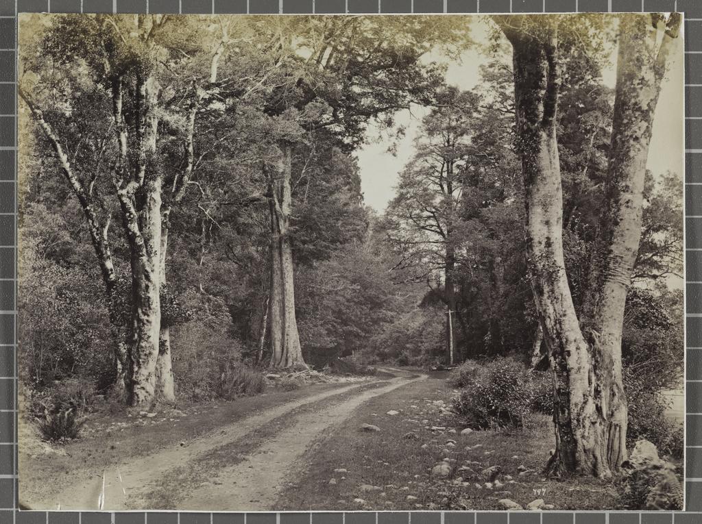 On the West Coast Road among Black Birch